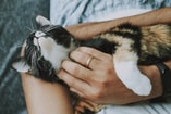Cat 4778387 1280