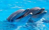 Dolfijn dolfinarium