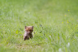 Vos Fox Welp Pixabay