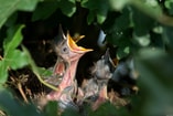 Bird nest Pixabay