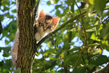 Kitten in boom Pixabay