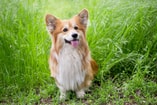 Adobe Stock 267288505 Corgi web