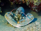 Lobster 1612772 1280