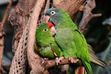 Papegaai Pixabay