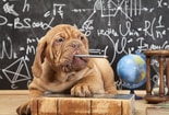 Adobe Stock 67573613 Puppy Potlood Bord School web