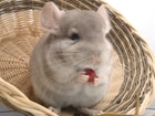 Chinchilla Pixabay