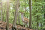 Adobe Stock 339598070 Damhert in bos web