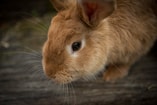 Konijn konijnen rabbit