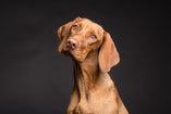 Hond Pixabay