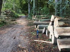 Dunning Bomenkap Haagse Bos