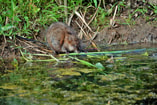 Muskusrat waterkonijn