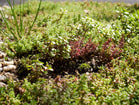 Vetplantjes op groen dak Flickr E Dronkert