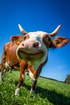 Cow Pixabay Der Knipser