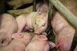 WAM15944 Biggetjes Bio industrie Andrew Skowron We Animals Media web