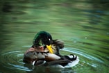 2 1 dierencalamiteitenplan