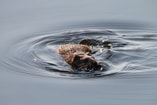Muskrat 1465798 1920