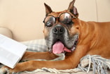 Adobe Stock 81731539 Hond met bril web