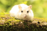 Hamster Nature Pixabay