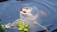 2 4 onderwaterleven