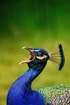 Pauw peacock Pixabay middel