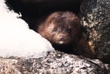 Mink 1394881 960 720