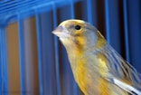 Canary 20522 1280