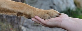 Hondenpoot en hand