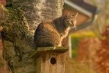 Kat op vogelhuis Pixabay