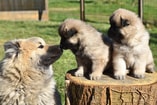 Hond met pups puppies Pixabay