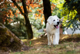Labrador hond in bos Pixabay
