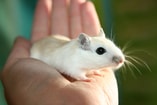 Mouse Pixabay