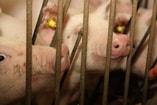 Varkens achter tralies