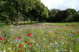 Bloemenveld