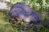 Bever in water