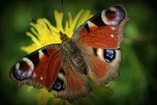 Biodiversiteit pvdd drenthe
