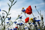 Biodiversiteitscrisis