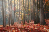 Bomen