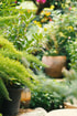 Kruidentuin tuin gezond
