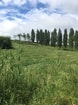 Maaien1