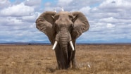 Olifant