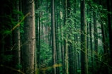 Ruimte Voor Natuur