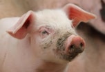 Varkens Op Biologische Veehouderij 1 Vanderdenmaarrechtenvrij