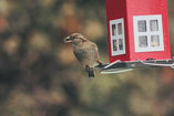 Vogelhuisje