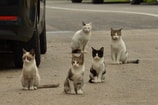 Zwerfkatten