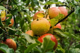 Appel voedselbos