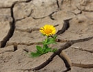 Bloem Welvaart Groei Groeiend Bloeiend Droogte