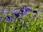 Bloemen websitefoto
