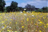 Bloemenweide