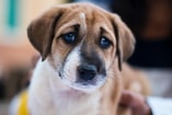 Dierenmishandeling hond verdrietig verdrietige pvdd partij voor de dieren dierenbeul dierenbeulen houdverbod
