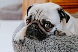 Doorgefokt broodfok doorfok fok fokkerij fokker fokkers pvdd partij voor de dieren mopshond pug